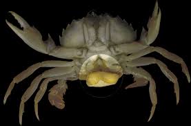De sluipwespen omvatten enkele zeer grote groepen, waarvan sommige. Parasitic Castration Wikipedia