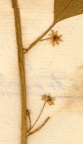 Image result for Clutia pulchella