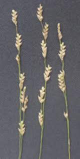 Image result for Eragrostis tef
