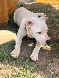 Attempted dog thefts in Somerset, warning to dog owners