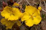 Image result for Ochna macrocalyx