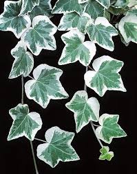 Image result for Hedera
