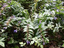 Image result for Gentiana asclepiadea alba