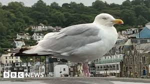Image result for seagull