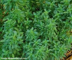 Image result for Ocimum basilicum