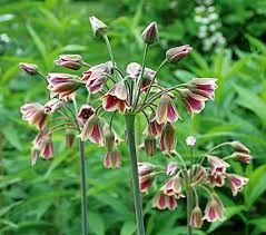 Pin On Exquisite Plants