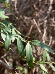 Image result for Secamone delagoensis