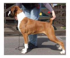 Search for a rescue dog, puppy, cat, kitten, small pet or horse. Boxer Dogs For Sale Adopt Buy Sell Kci Certified Puppies Online