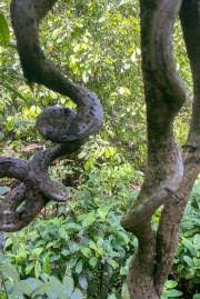 Image result for Entada abyssinica