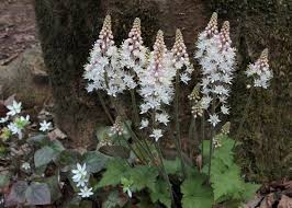 Image result for Nidorella ivifolia