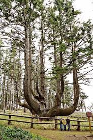 The Octopus Tree Bent By The Tillamook Indians In Oregon Weird Trees Old Trees Unique Trees