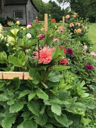 Pin By Alison Collins On Dahlias And Other Beauties Natural Garden Beautiful Gardens Garden Projects