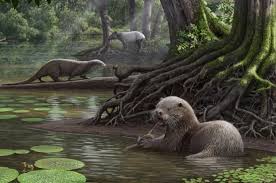 Image result for Ottelia kunenensis