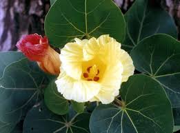 Image result for Thespesia