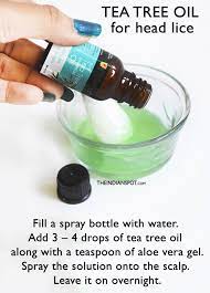 Tea Tree Oil Remedy To Get Rid Of Head Lice The Indian Spot