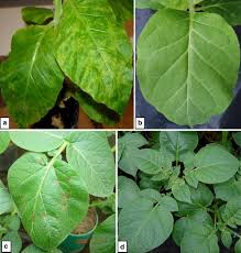 Program within @mayoclinicgradschool is currently accepting applications! The Participation Of Plant Cell Organelles In Compatible And Incompatible Potato Virus Y Tobacco And Potato Plant Interaction Springerlink