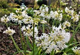 Image result for Tulbaghia fragrans