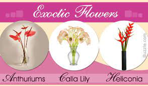 Pin On Flowers