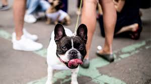 Advice from breed experts to make a safe choice. There S A Reason Why French Bulldogs Like Lady Gaga S Are Such Frequent Targets Cnn