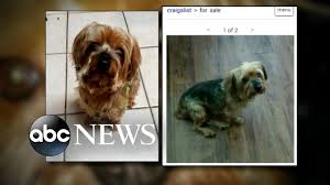 It's free to post an ad. Craigslist Scam Allows Thieves To Get Away With Selling Stolen Dogs Youtube