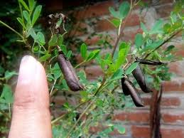 Image result for Crotalaria torrei