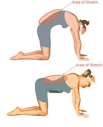 Backstretch Google Search Lower Body Muscles Cat Stretching Lower Back Muscles