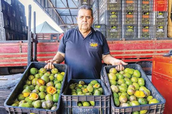 Temporada de pequi promove trabalho e renda | O Popular