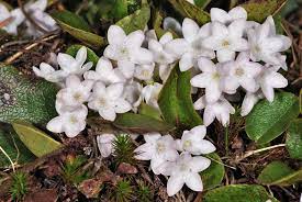 Check spelling or type a new query. State Flower Of Massachusetts Einfon