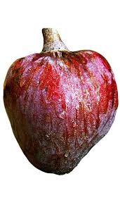 Maybe you would like to learn more about one of these? Red Custard Apple Tree