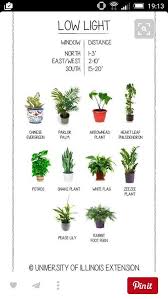 Pin Von Vanessa Dix Auf Traumpflanzen Pflanzen Pflanzen Zimmer Hauspflanzen