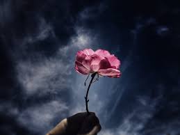 Tato keren di kaki gambar tato bunga mawar merah youtube. Sayang Mawar Tangan Gambar Gratis Di Pixabay