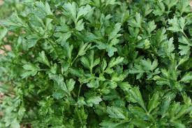 Place the container in a bright, sunny window and water regularly. How To Grow Parsley Growing Parsley Garden Parsley Parsley Plant