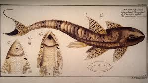 C est ici le pays des festins, sév. Poisson Odysseum