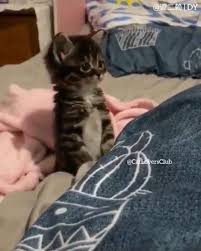 Pin On Cats