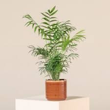 Image result for Chamaedorea radicalis