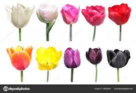 Variety Of Colors Of Tulip Flowers Color Palette Is An Example Of The Color Change In Tulip Flowers Set Of Different Tulip Tulips Flowers Color Change Tulips