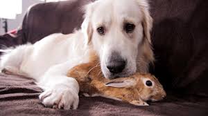 You might be surprised how often the rabbit uses it. Dog And Rabbit Best Friends Forever Youtube