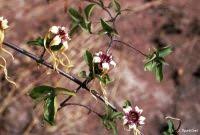 Image result for Strophanthus sarmentosus