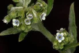 Image result for Cynoglossum lanceolatum