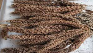 Madua Atta 500gm Organic Buy Uttarakhand Food Products Recipe