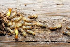 Termite control and treatment services