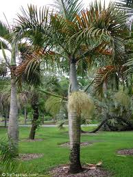 Image result for Hyophorbe verschaffeltii