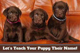 One of the first things you want to learn when you're puppy training is how to teach your puppy their name. How To Teach A Puppy Their Name And How You Should Use It