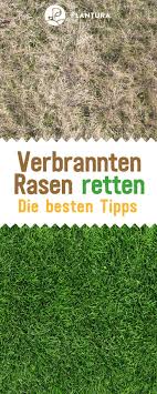 Rasen Im Herbst Dungen Wann Wie Womit Plantura Rasen Rasen Dungen Rasenpflege