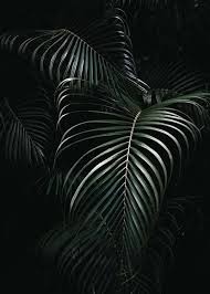 Black And White Plants Aesthetic Dark Green Palm Leaves No1 Poster In 2020 Palm Leaves Dark Green Aesthetic Green Aesthetic