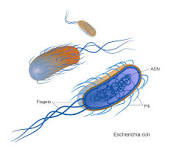 Resultado de imagen de bacterias