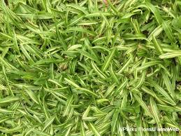 Image result for Pentadesma