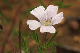 Image result for Monsonia burkeana