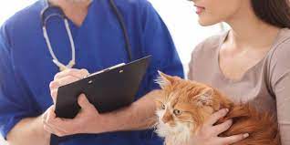 Does Cvs Fill Pet Prescriptions In 2021 Your Full Guide