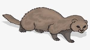 Maybe you would like to learn more about one of these? Ferret Animal Mammal Domestic Polecat Rodent Furao Desenho Png Transparent Png Kindpng